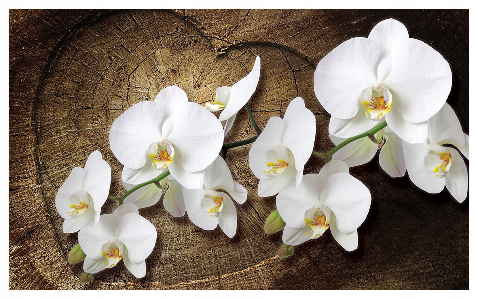 Vliesová fototapeta Orchideje na dřevě elegance přírody 416x254 lepidlo