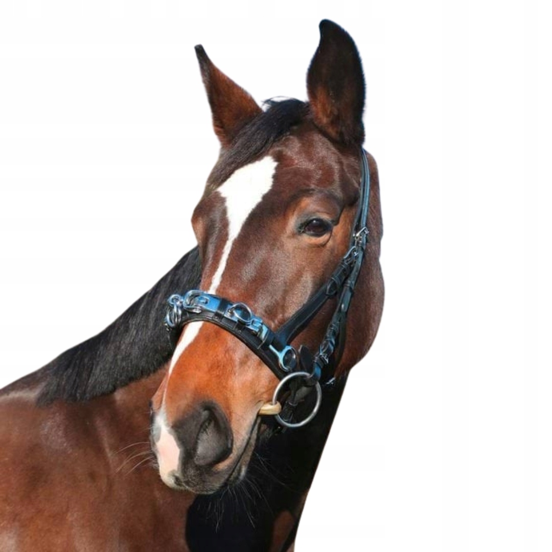 Bezudidlová Ohlávka pro koně kožený černý, Covalliero Cob