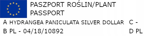 HORTENSJA SILVER DOLLAR - sadzonki w doniczkach Rodzaj rośliny Hortensje
