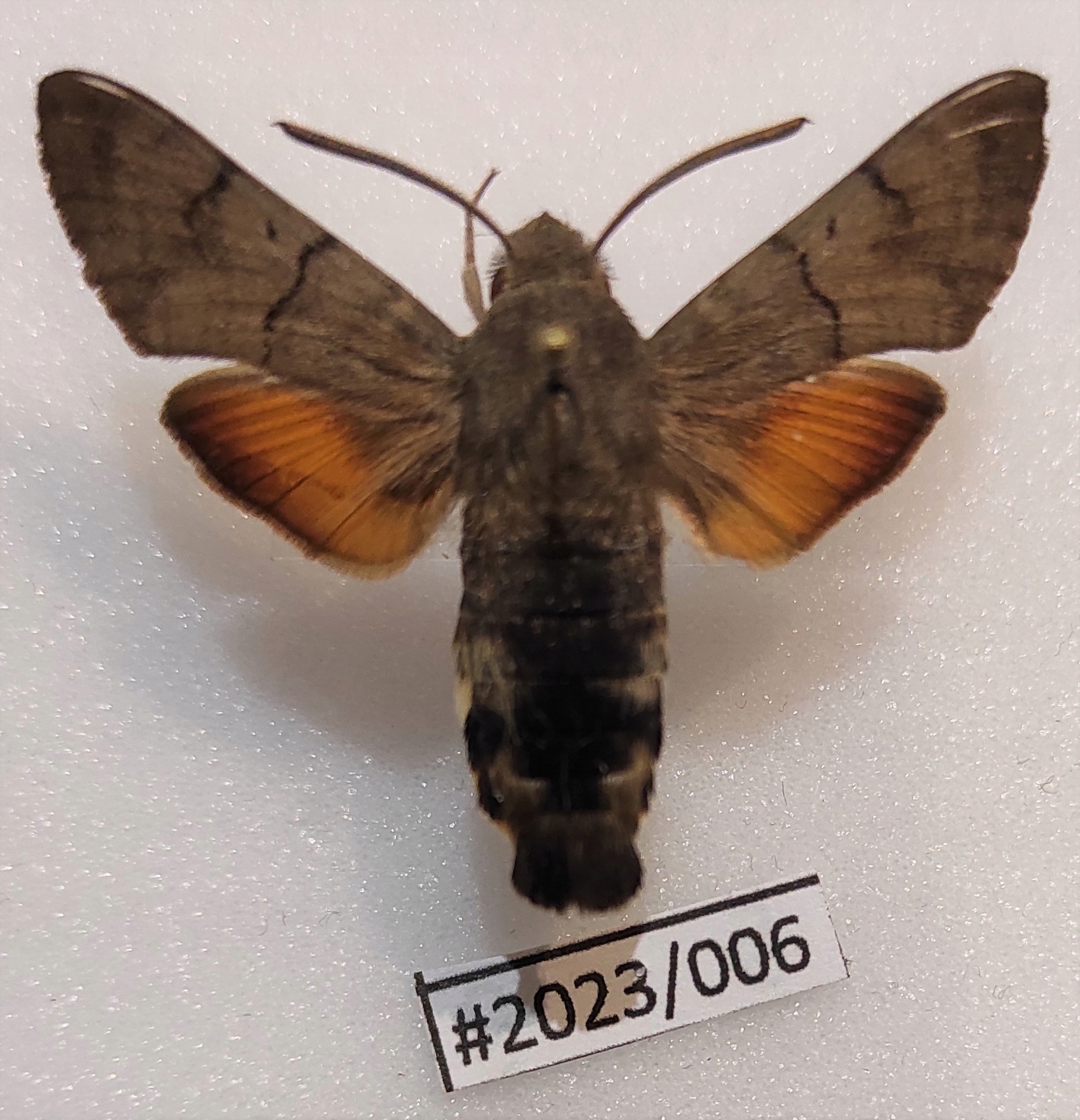 Motyl Macroglossum stellatarum 40mm .