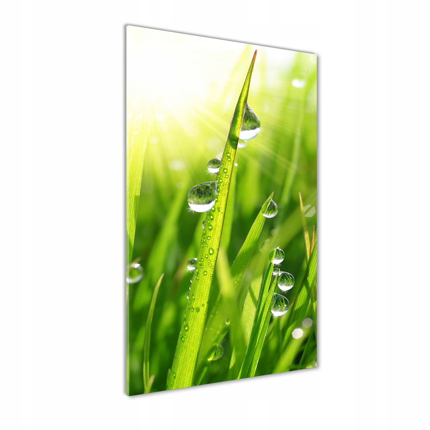 

Foto obraz szkło hartowane Źdźbła trawy 60x120 cm