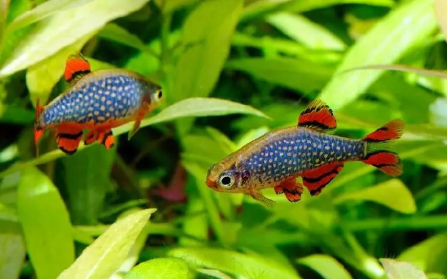 Rozbora Galaxy 20 szt