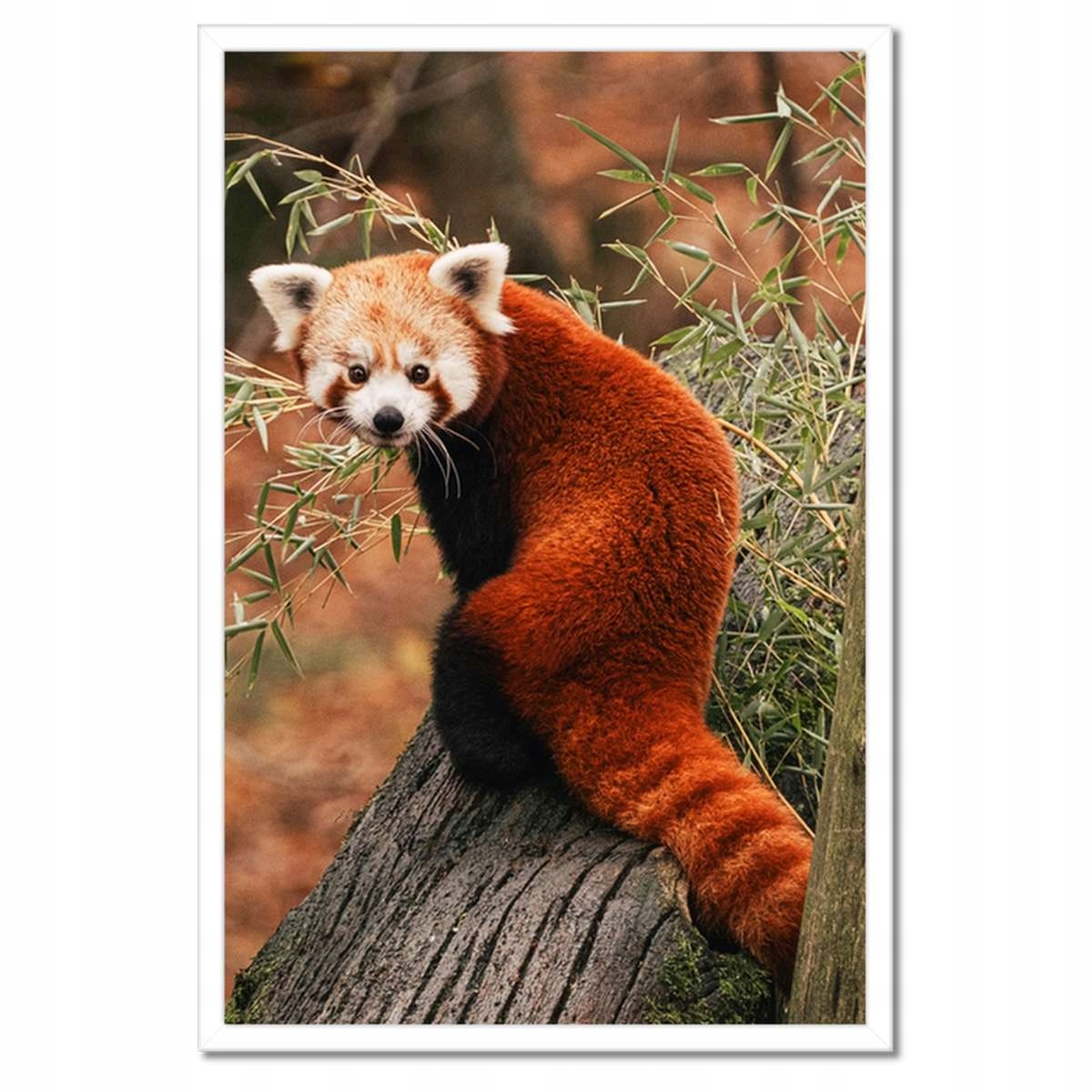 Plakáty v rámu 40x60 Pandka rudá panda malá panda červená menší