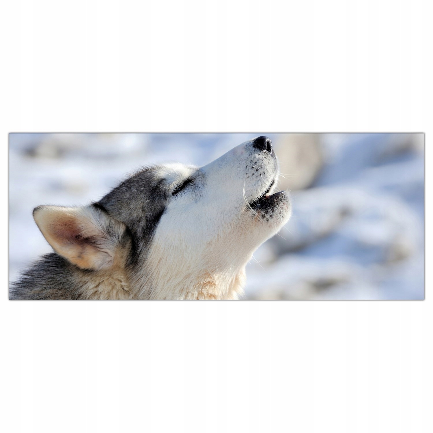 Sibiřský pes Husky 125x50 Panel sklo do kuchyně
