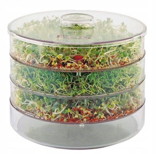 KIEŁKOWNICA KIEŁKOWNIK NACZYNIE NA KIEŁKI