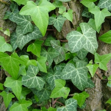 Bluszcz pospolity Thorndale Hedera helix 1L