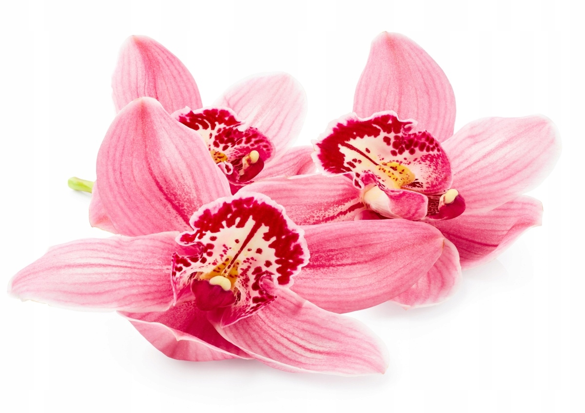 

Tapeta flizelinowa Różowa orchidea - 312x219