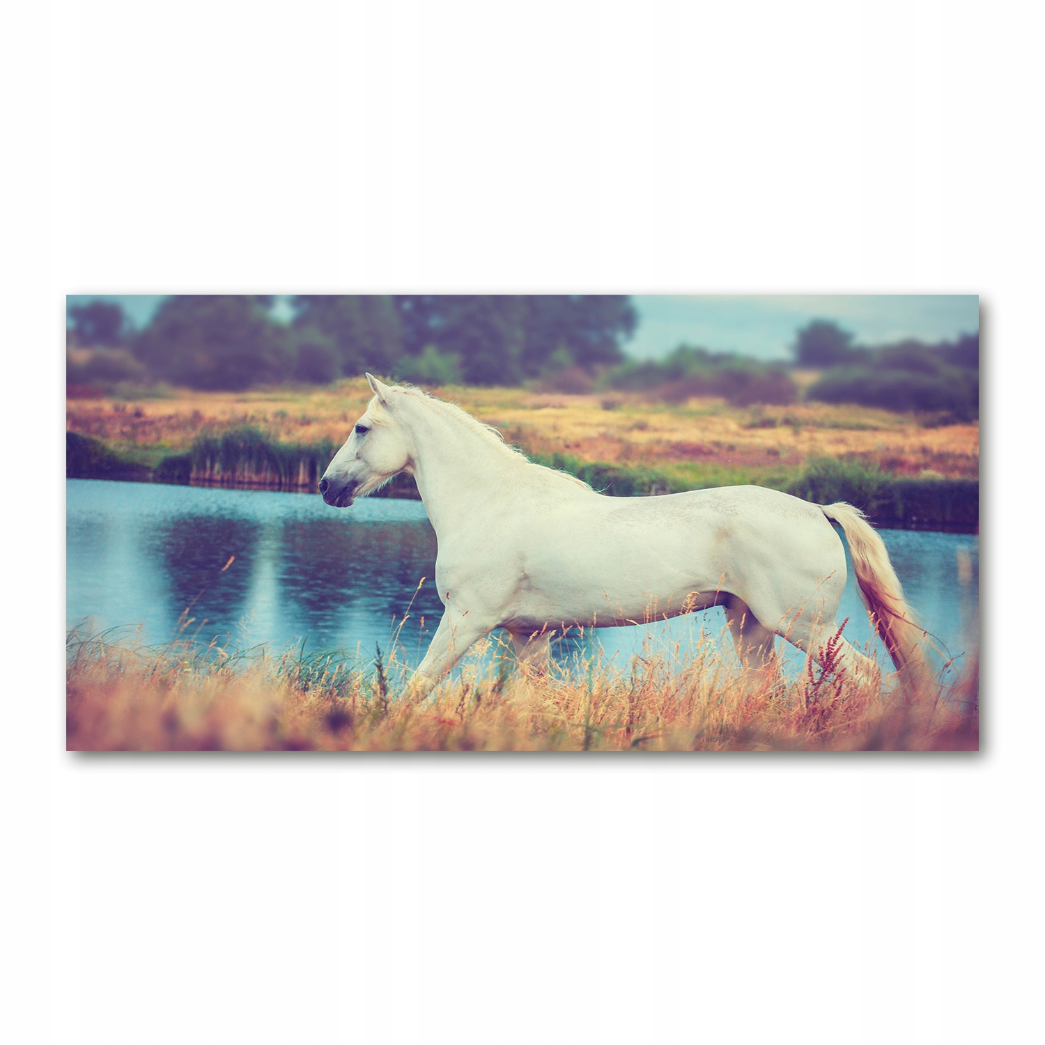 

Foto obraz szkło akryl Biały koń jezioro 120X60 cm