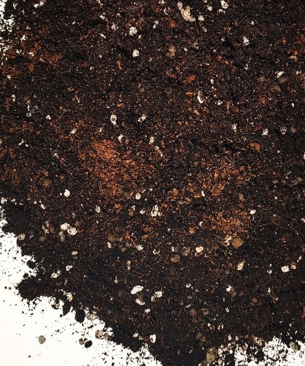 

Podłoże organiczne do Marantowatych, Kalatea