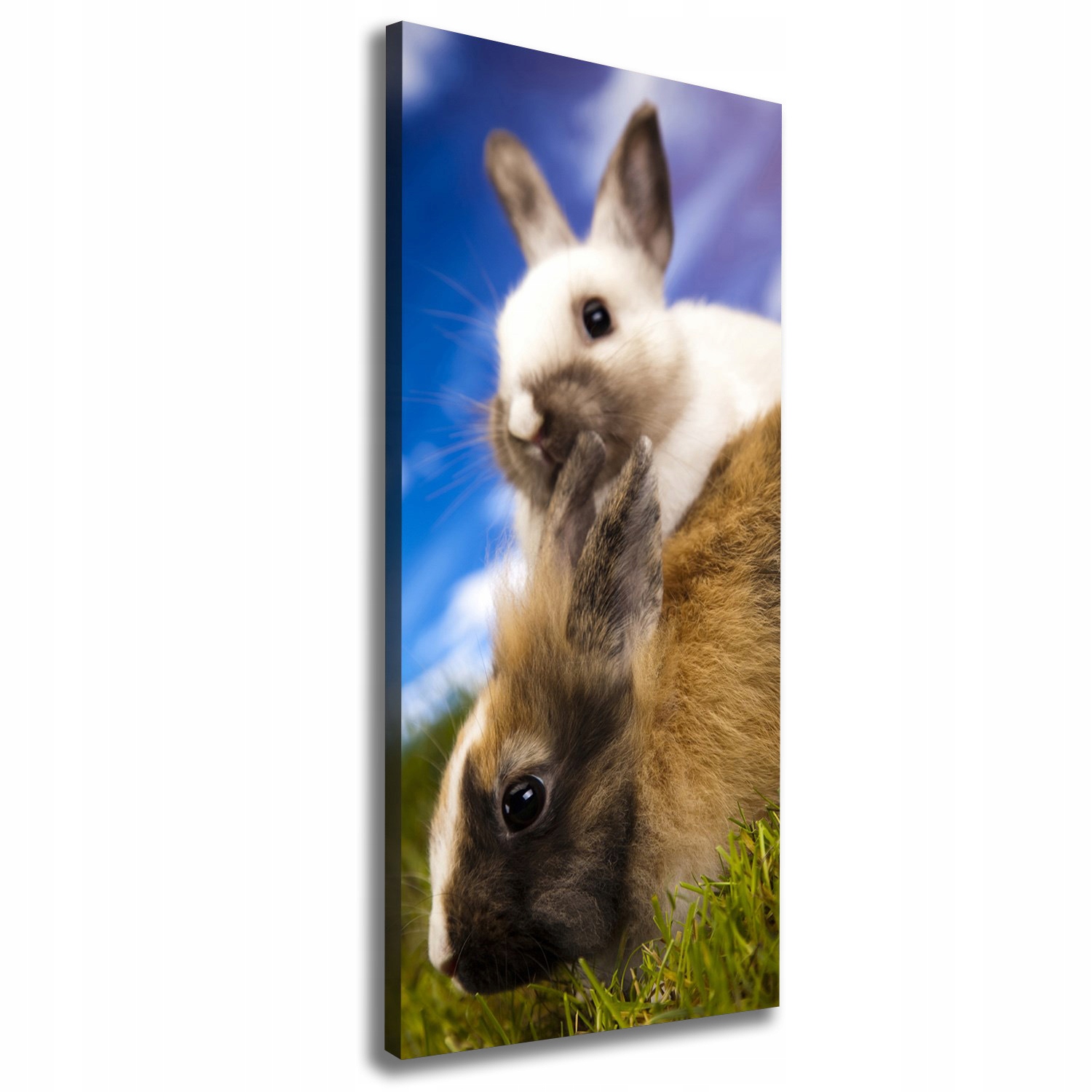 

Foto obraz na płótnie do salonu Dwa króliki 50x125