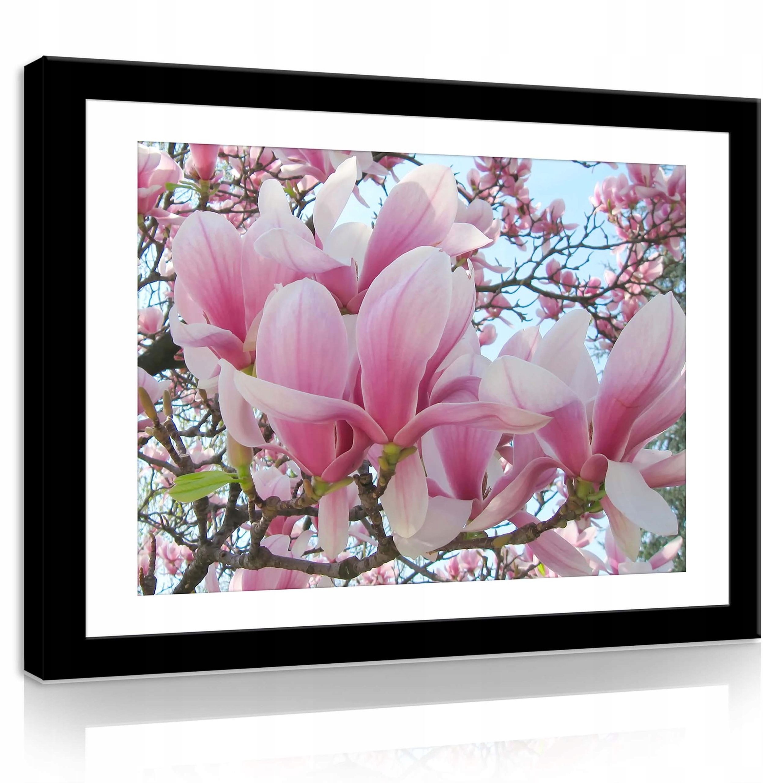 Obraz 100x75 Kvetoucí magnolie růžové květy jaro příroda klid radost