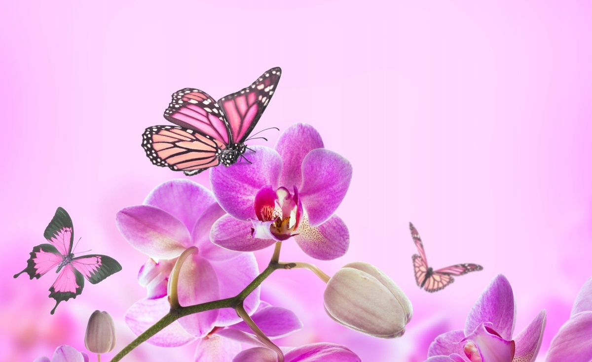 

Tapeta flizelinowa Orchidea Motyl 416x254