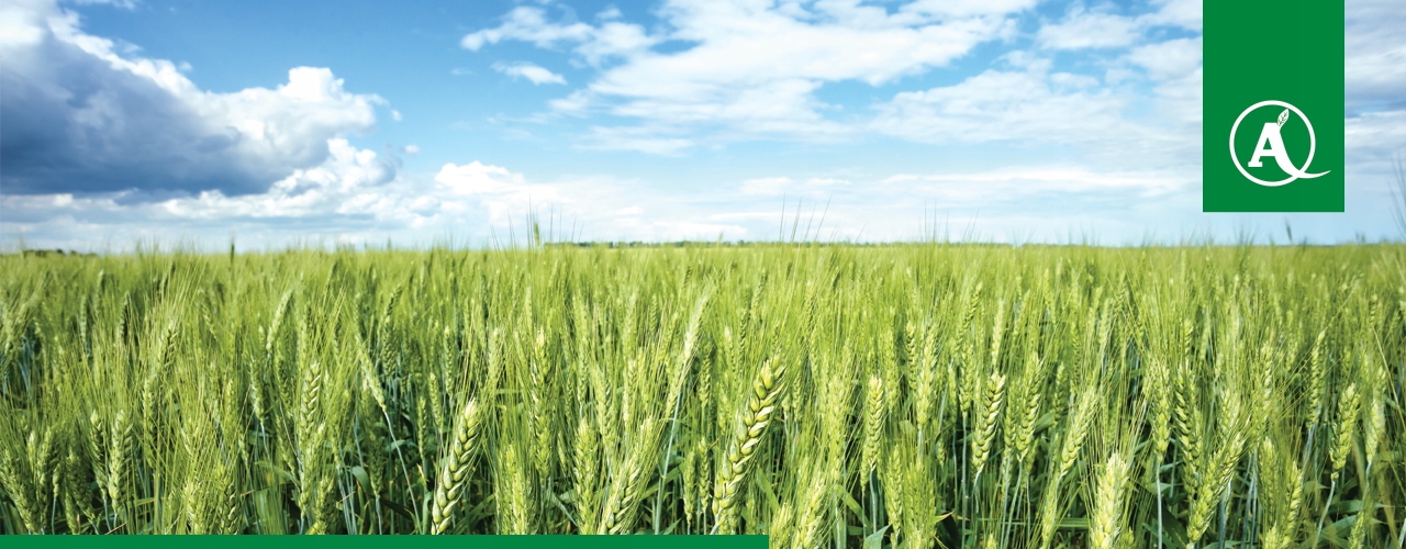 OPRYSK NA CHWASTY DWULIŚCIENNE CHWASTOX TURBO 340 ZBOŻA JARE OZIME OWIES Waga 1.3 kg