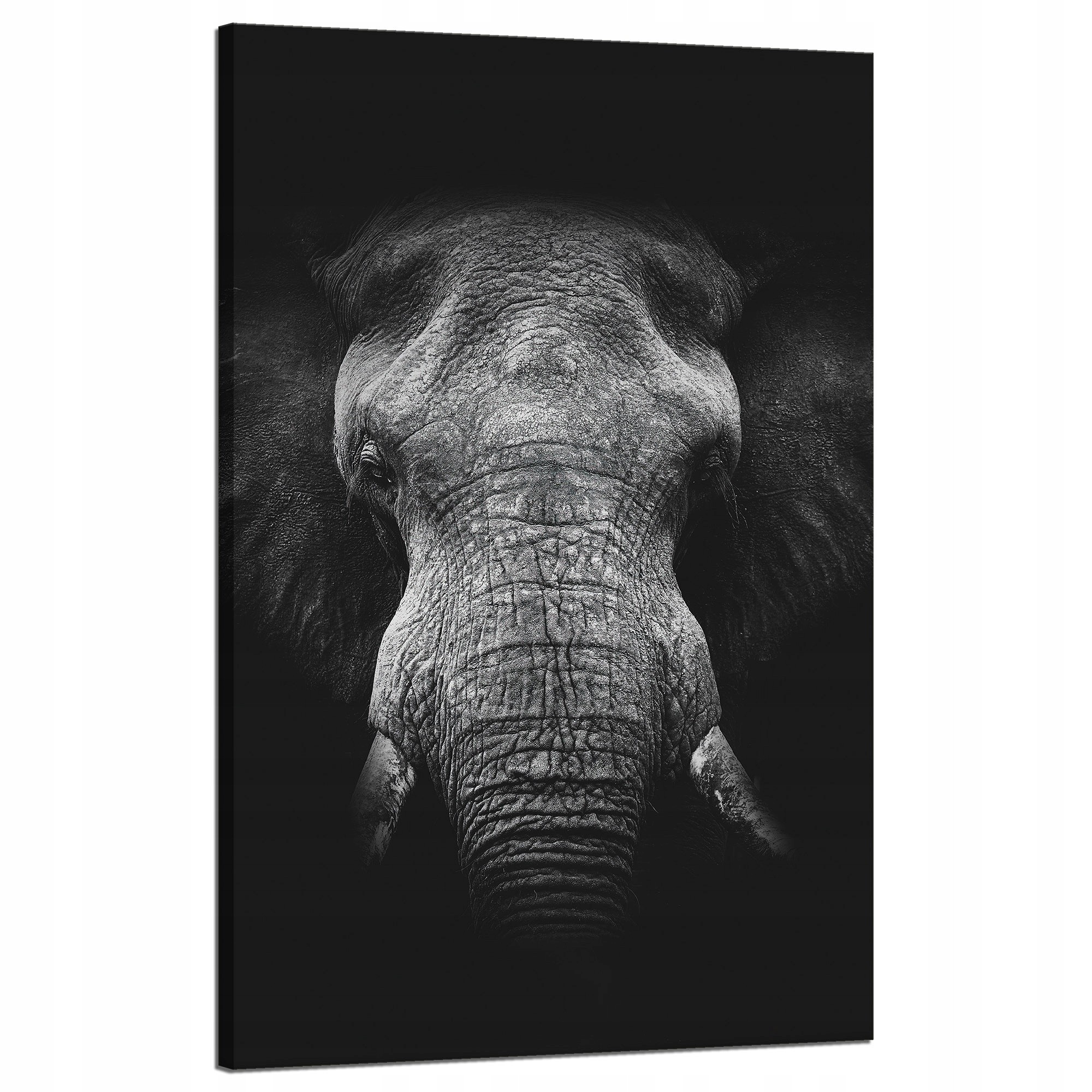 Obraz na plátně Tvář Šedého slona Trubka Kly 50x80 cm