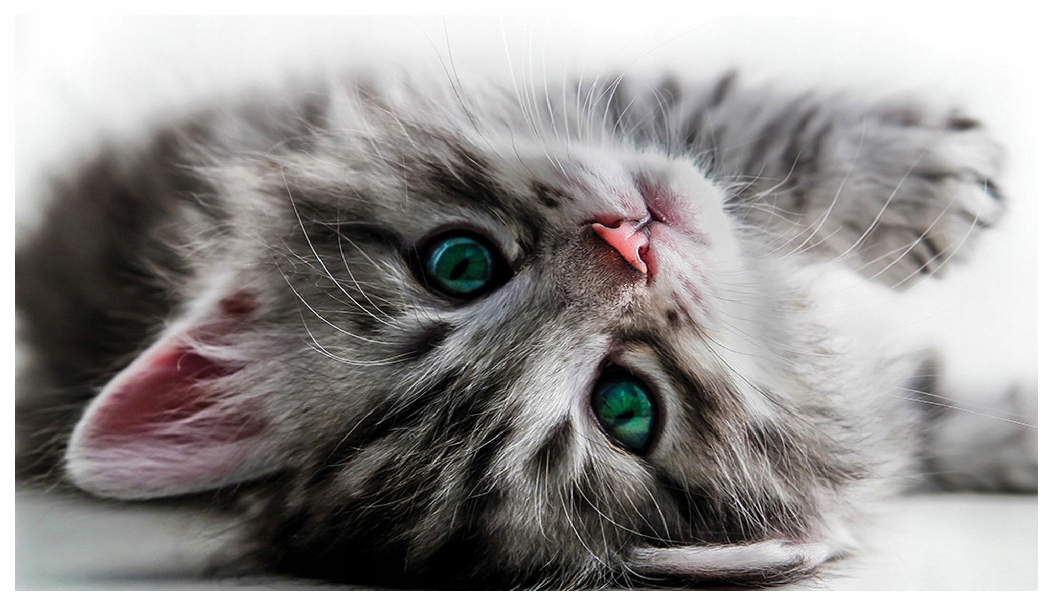 Fototapeta Sladké mačiatko so zelenými očami vinylová 312x219 lepidlo