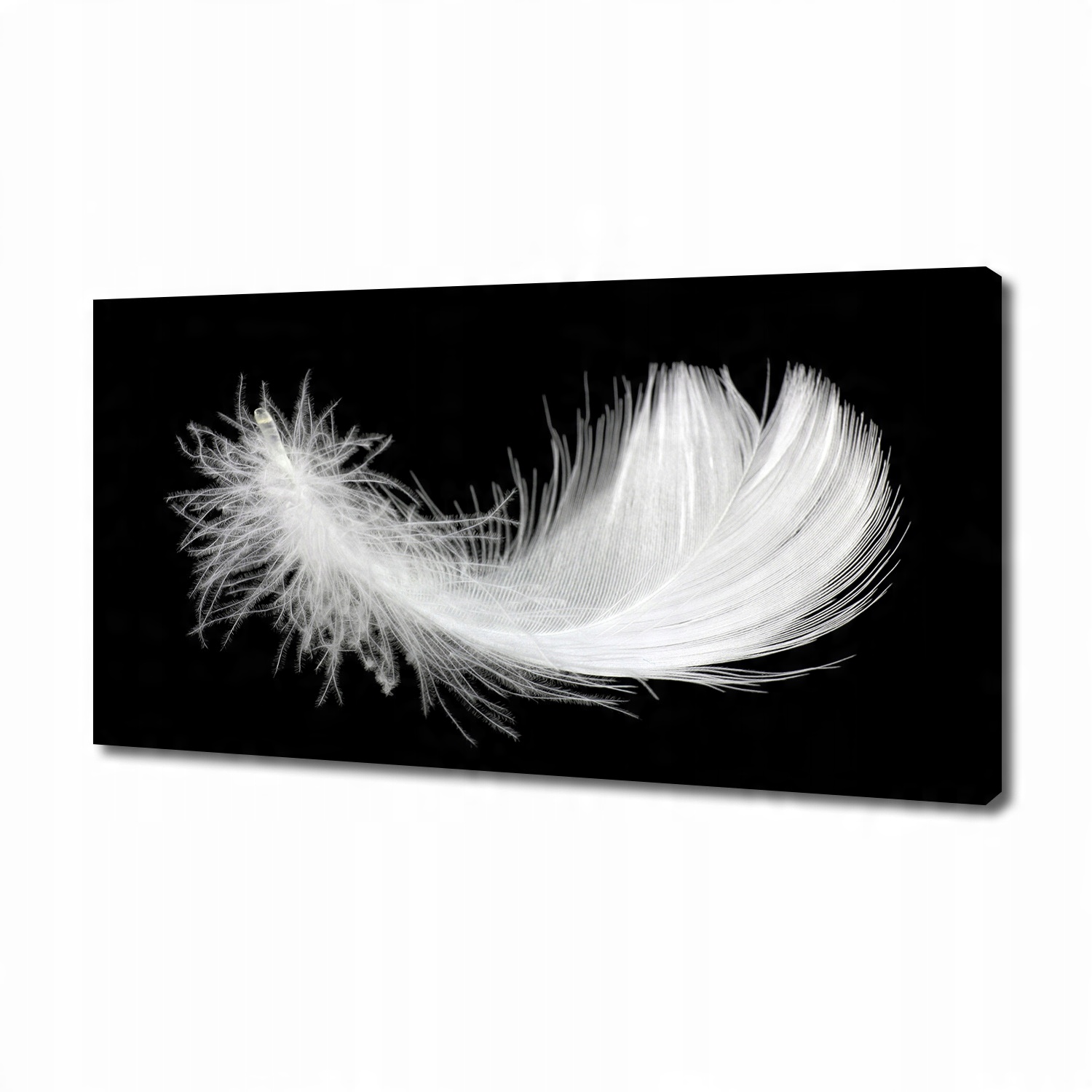 

Foto obraz duży canvas na ścianę Piórko 140x70 cm