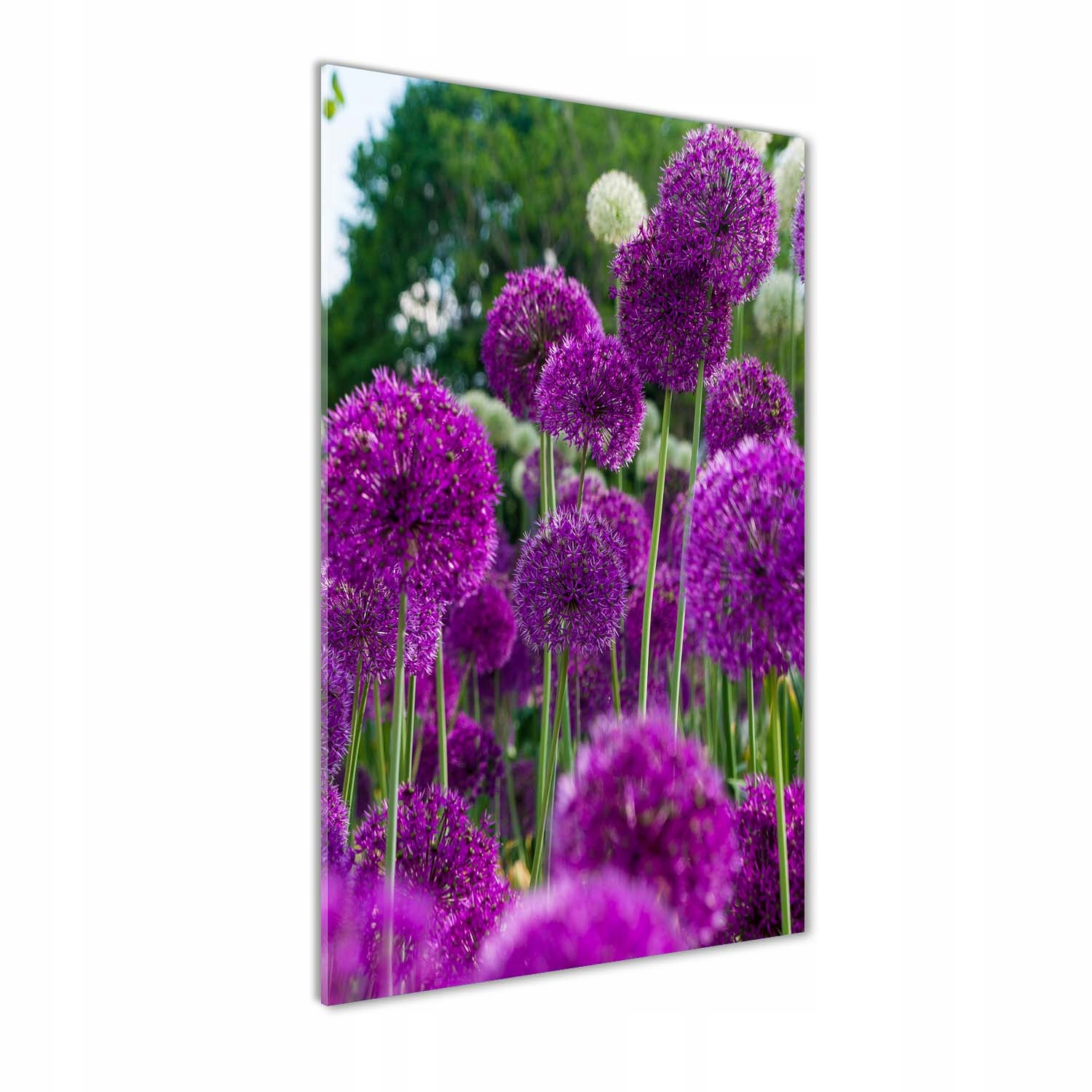

Foto obraz akryl do salonu Kwiaty czosnku 70x140cm
