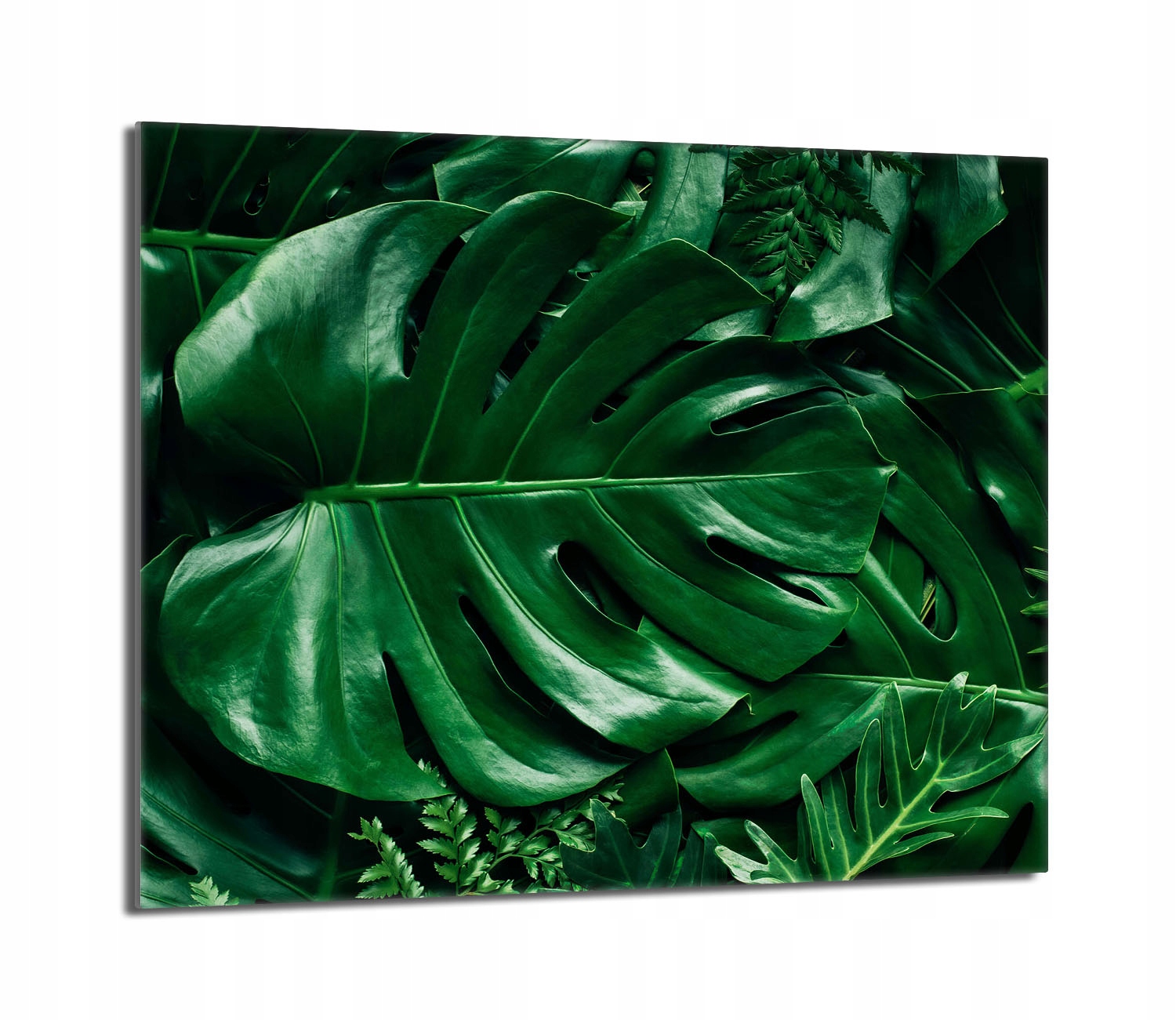 Skleněná ochranná deska na sporák 60x52 Monstera Do Kuchyně