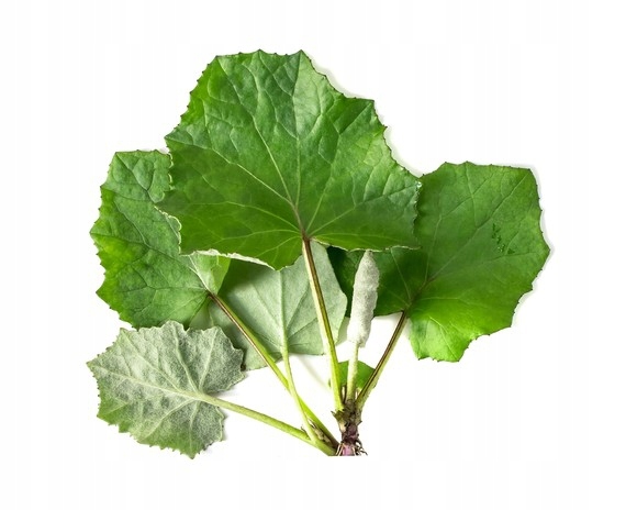 Equiherbs Podbiał 1 kg
