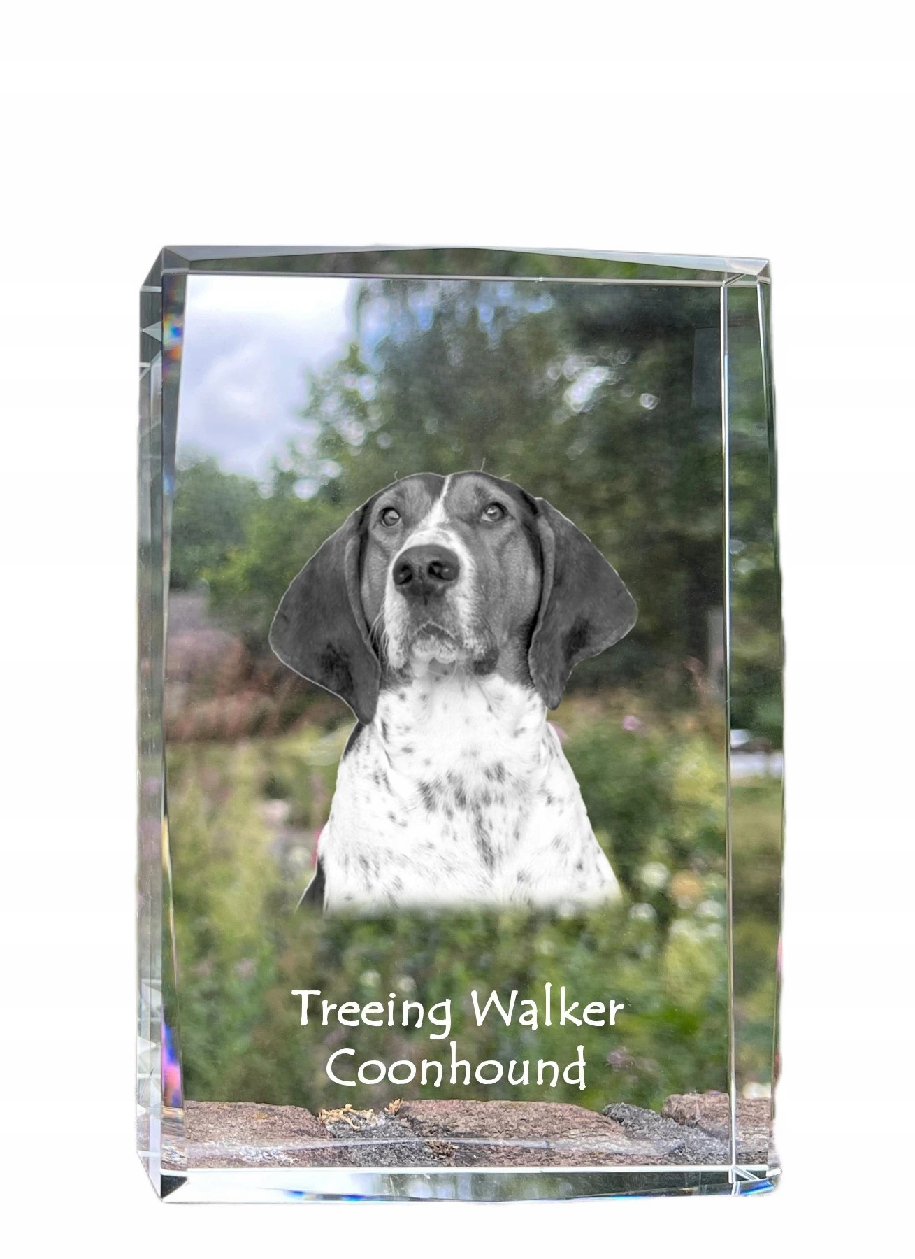 Treeing Walker Coonhound fotografia psa v kryštáli, suvenír, trofej
