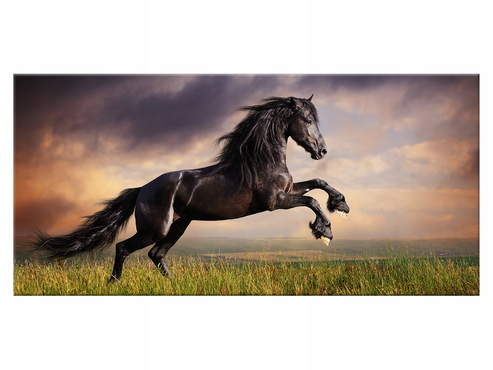 

Obraz Koń staje dęba 115x55 Pejzaż 1149A_1AE