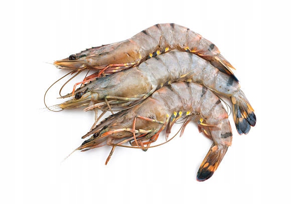 Black Tiger krewetki całe surowe duże z głową i pancerzem 20% glazury 4 kg