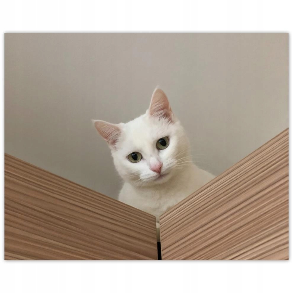 

Plakat 50x40 Kot Kotek Kotki Koty