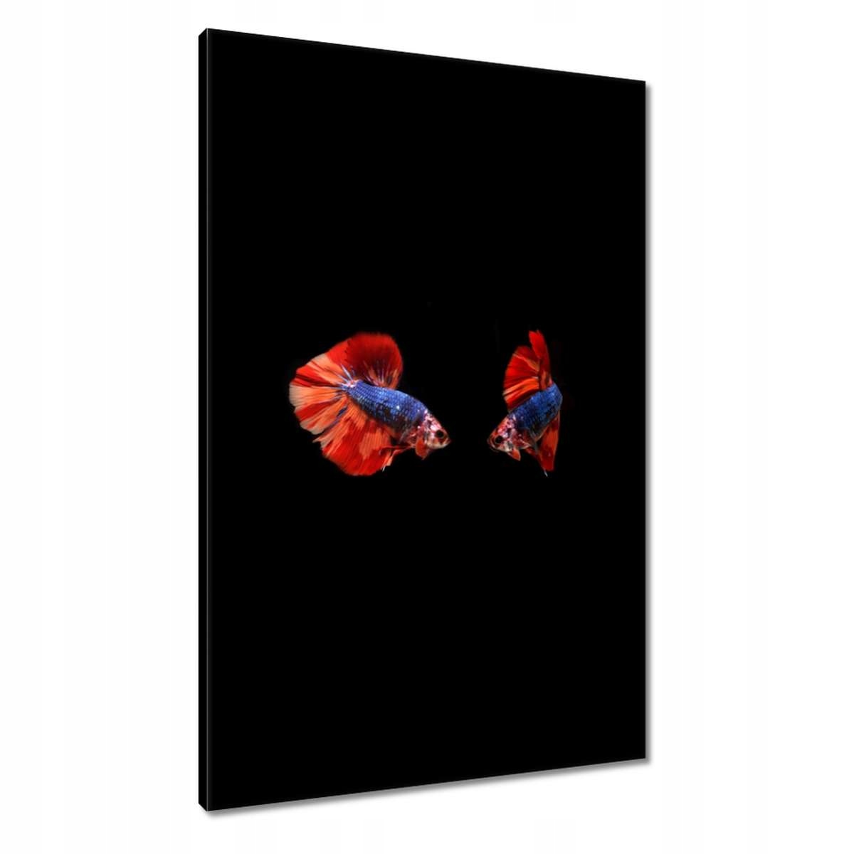 Obrazy 60x90 Bojovníci nádherné rybičky