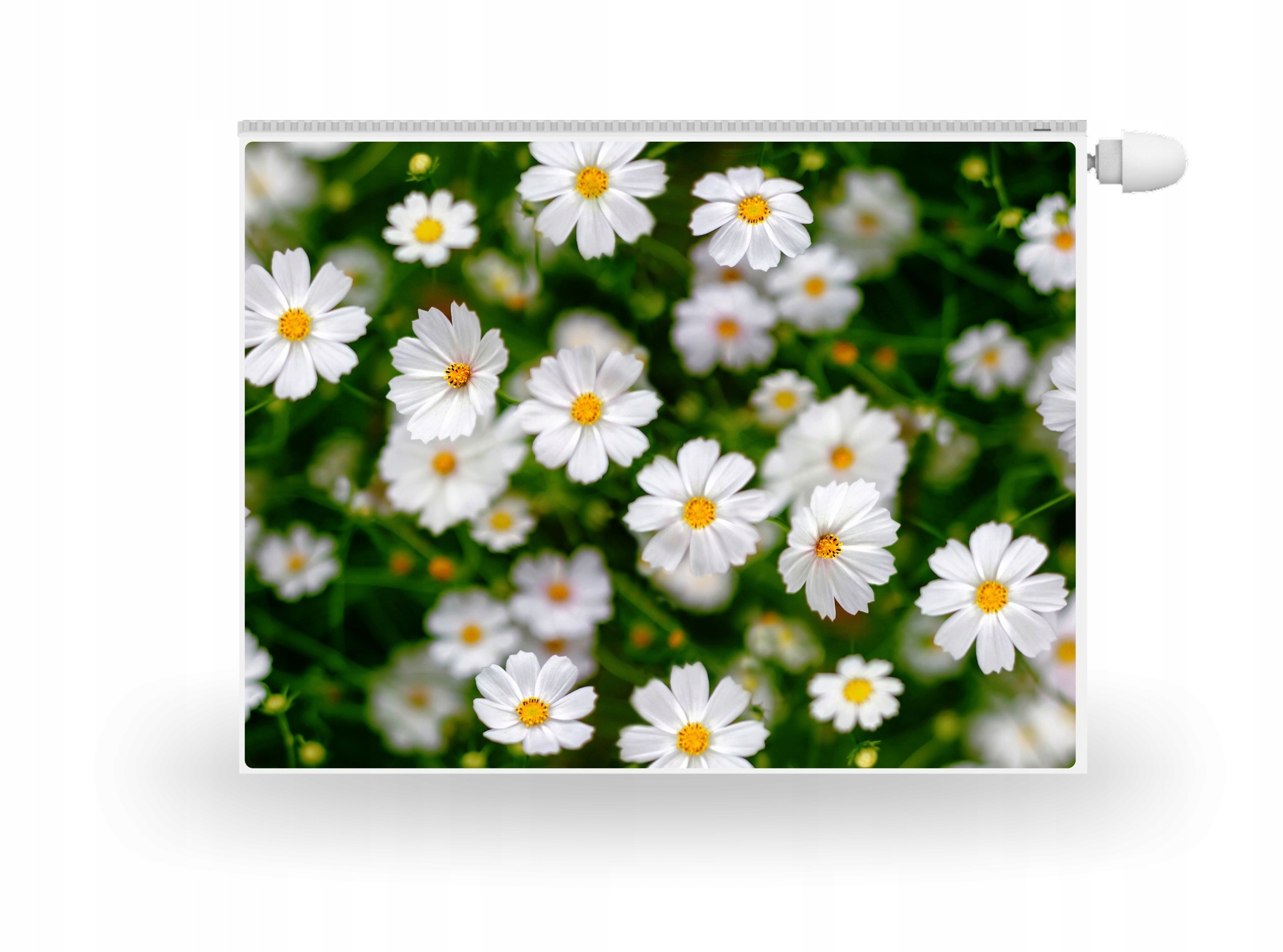 

Magnes Mata Na Kaloryfer Kwiaty Stokrotki