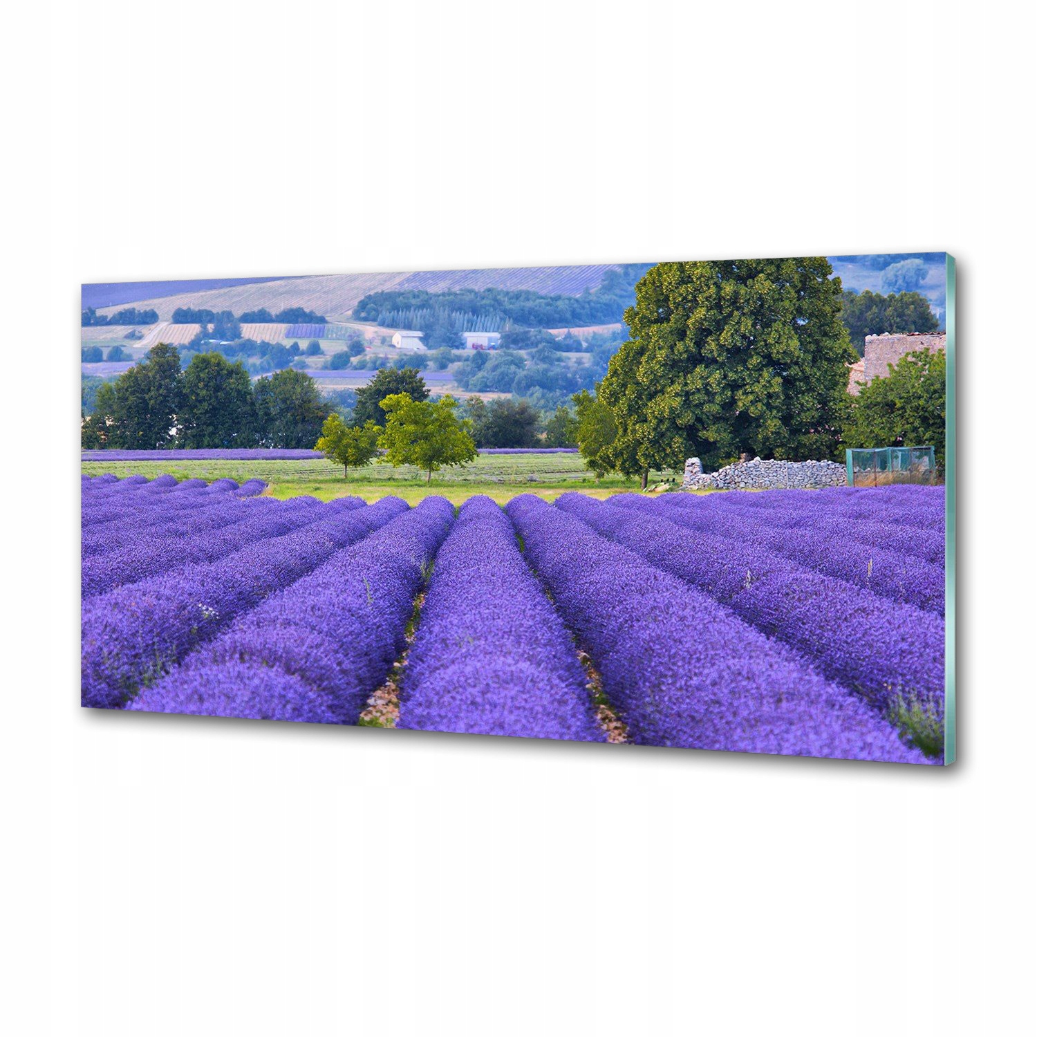 Panel dekor sklo Pole levandule 100x50 cm Lepidlo