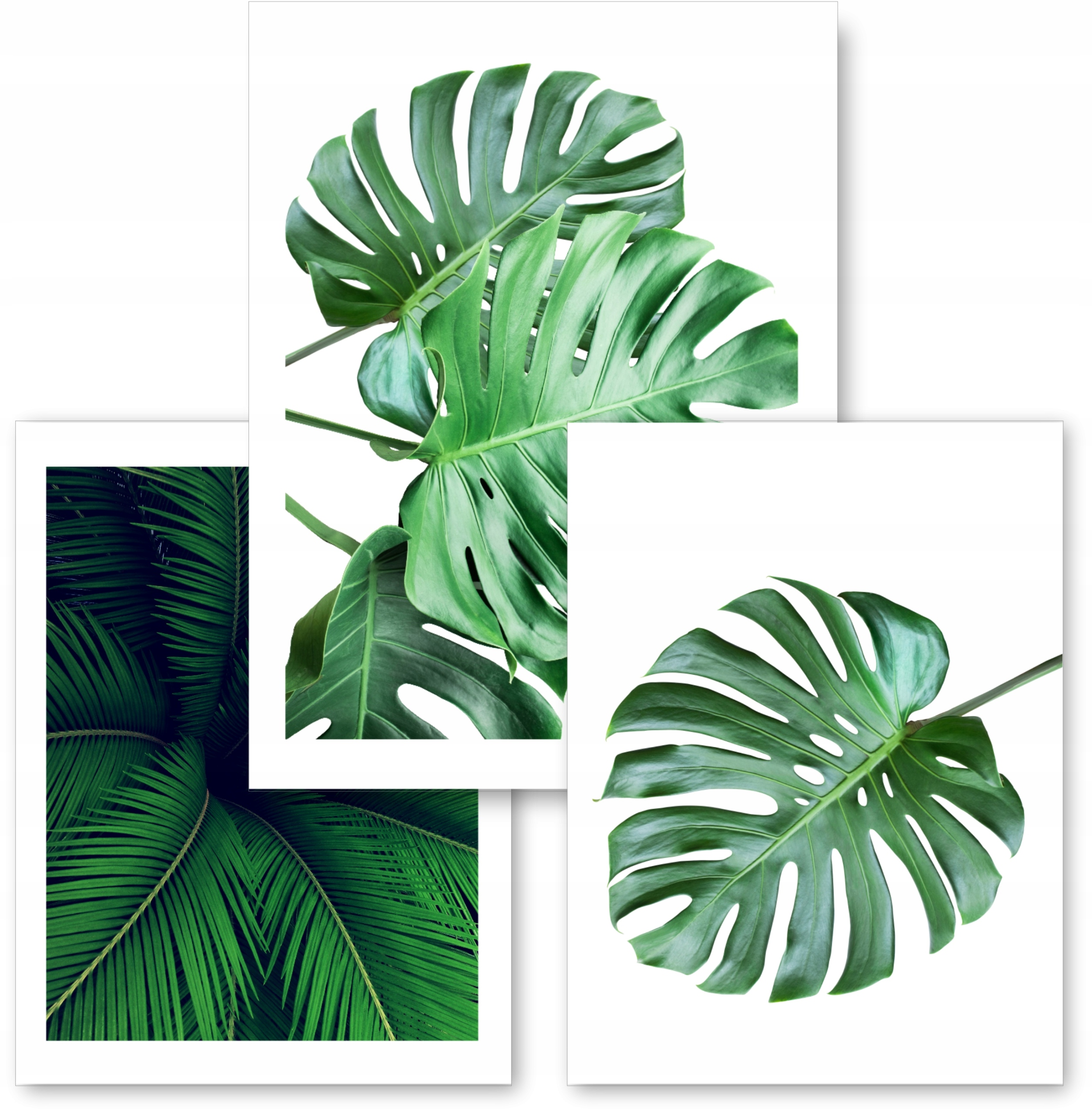 

Zestaw Monstera 3 obrazki 30x40 plakaty