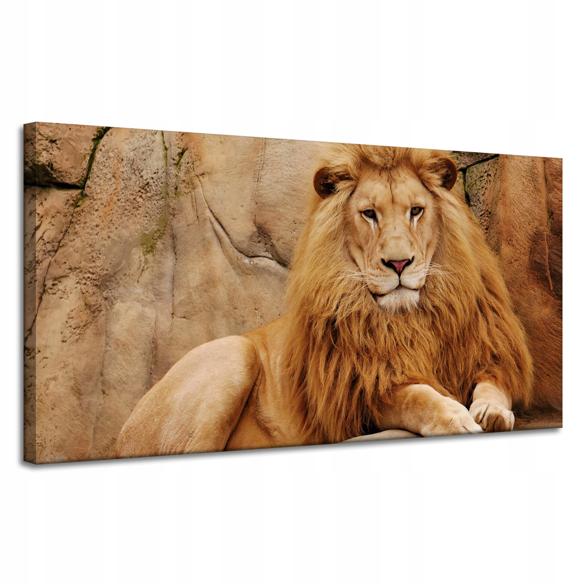 Obraz na plátně Zvíře ležící u skály Příroda 120x60 cm