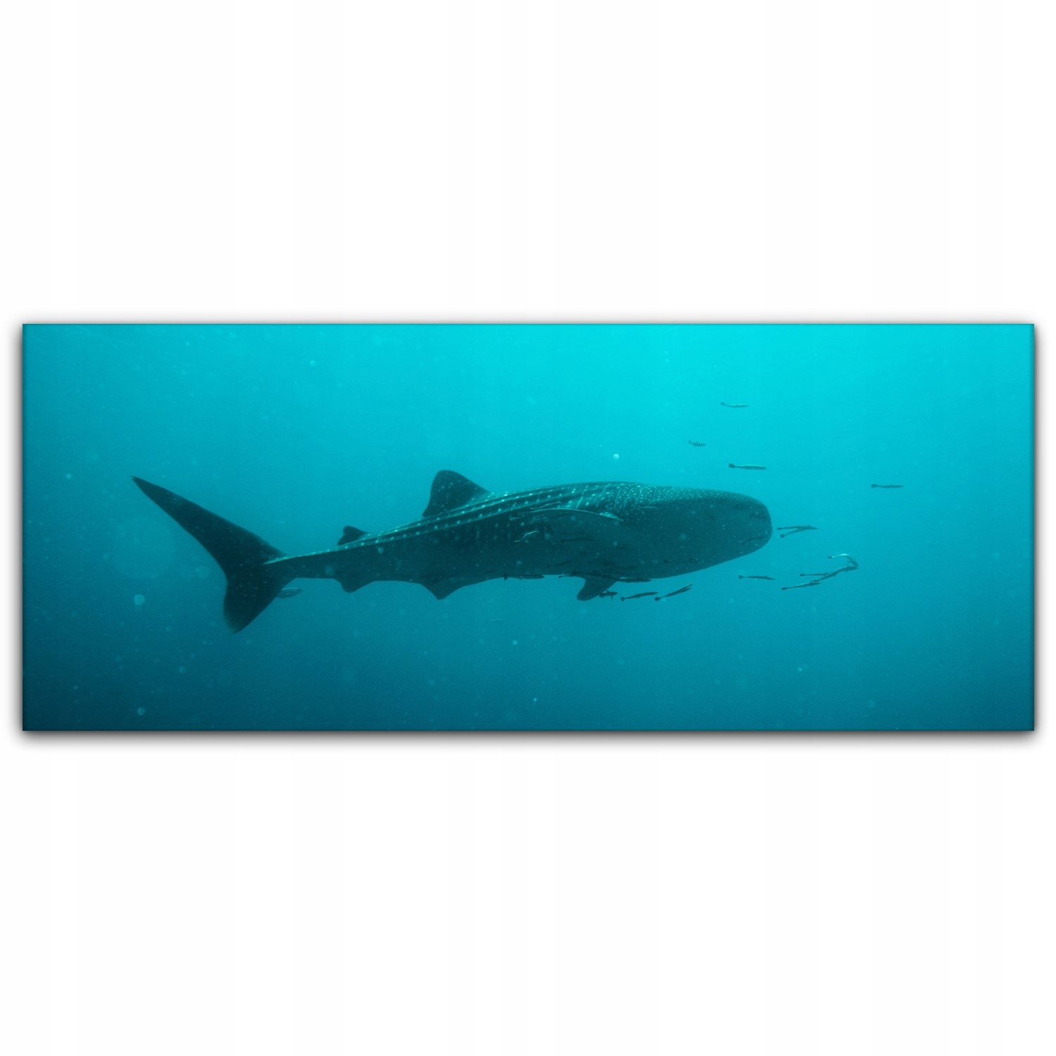 

Canvas na ramie na ścianę 125x50 Orka Ocean Morze