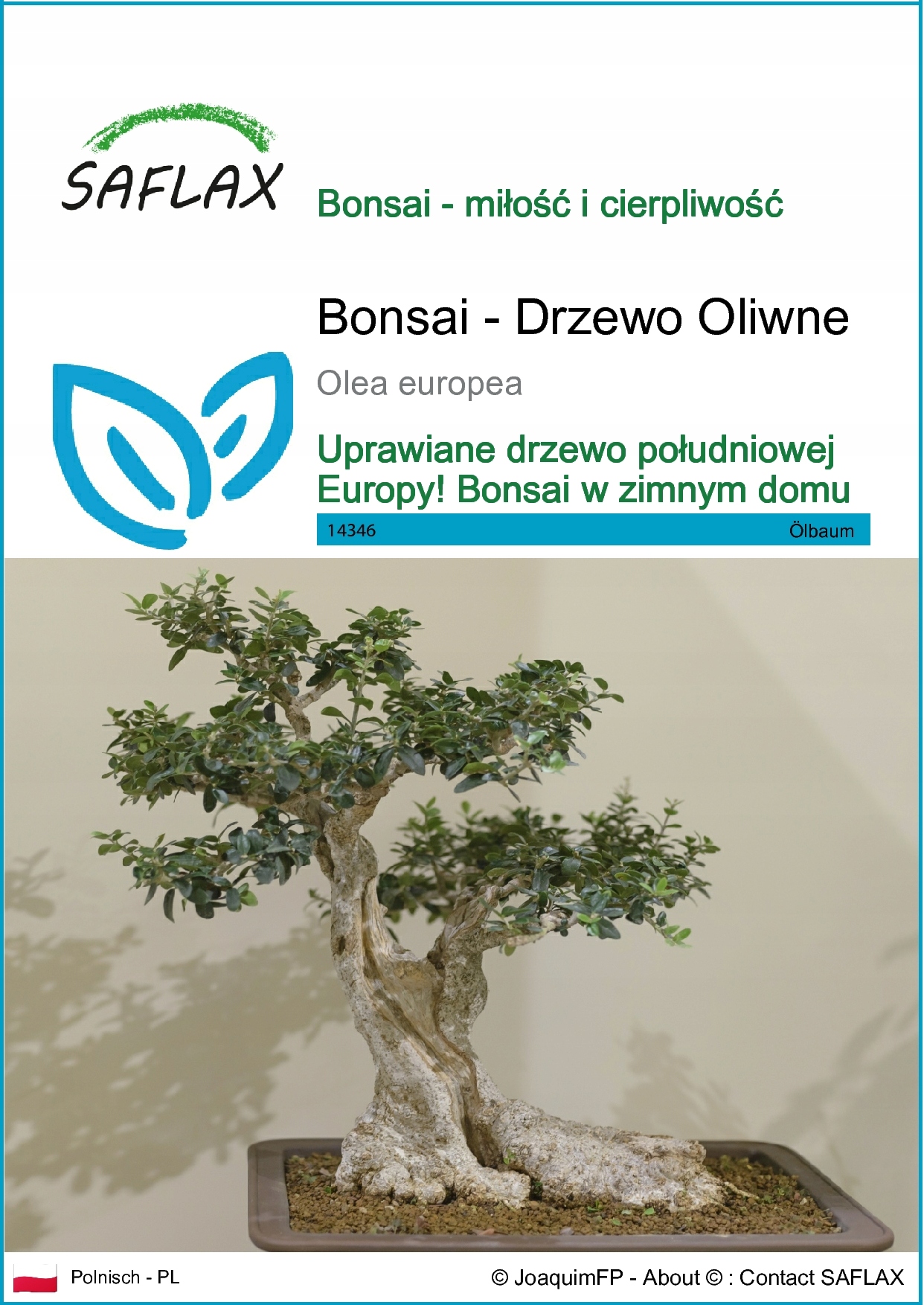 SAFLAX-оливковое дерево-20 семена-Olea