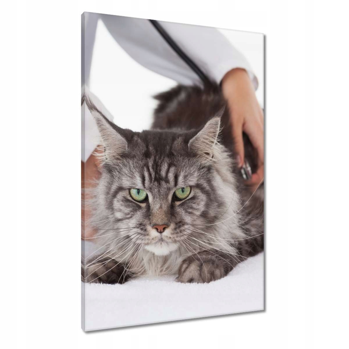 Obrazy 60x90 Kočka Kotě Kočky Kočka