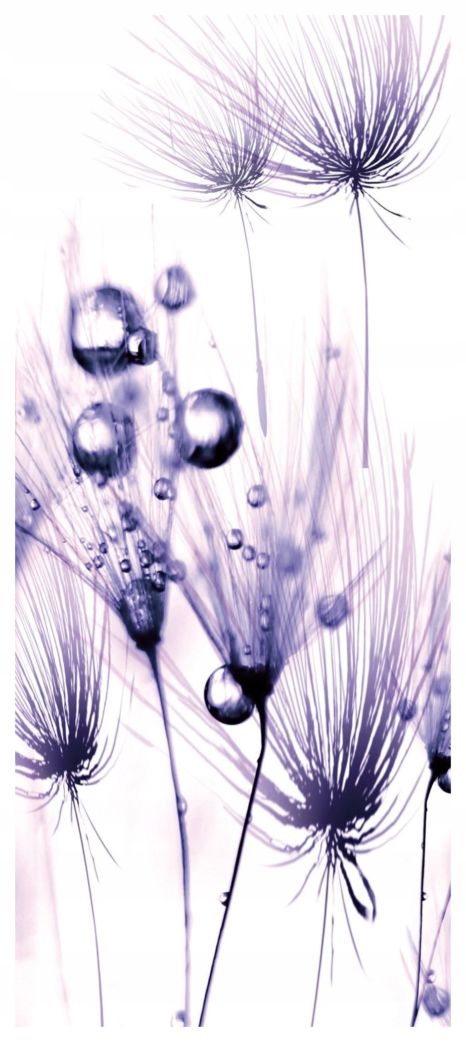 Fototapeta Pampeliška v Rosie Makro Jemná 91x211 do ložnice obývacího pokoje lepidlo