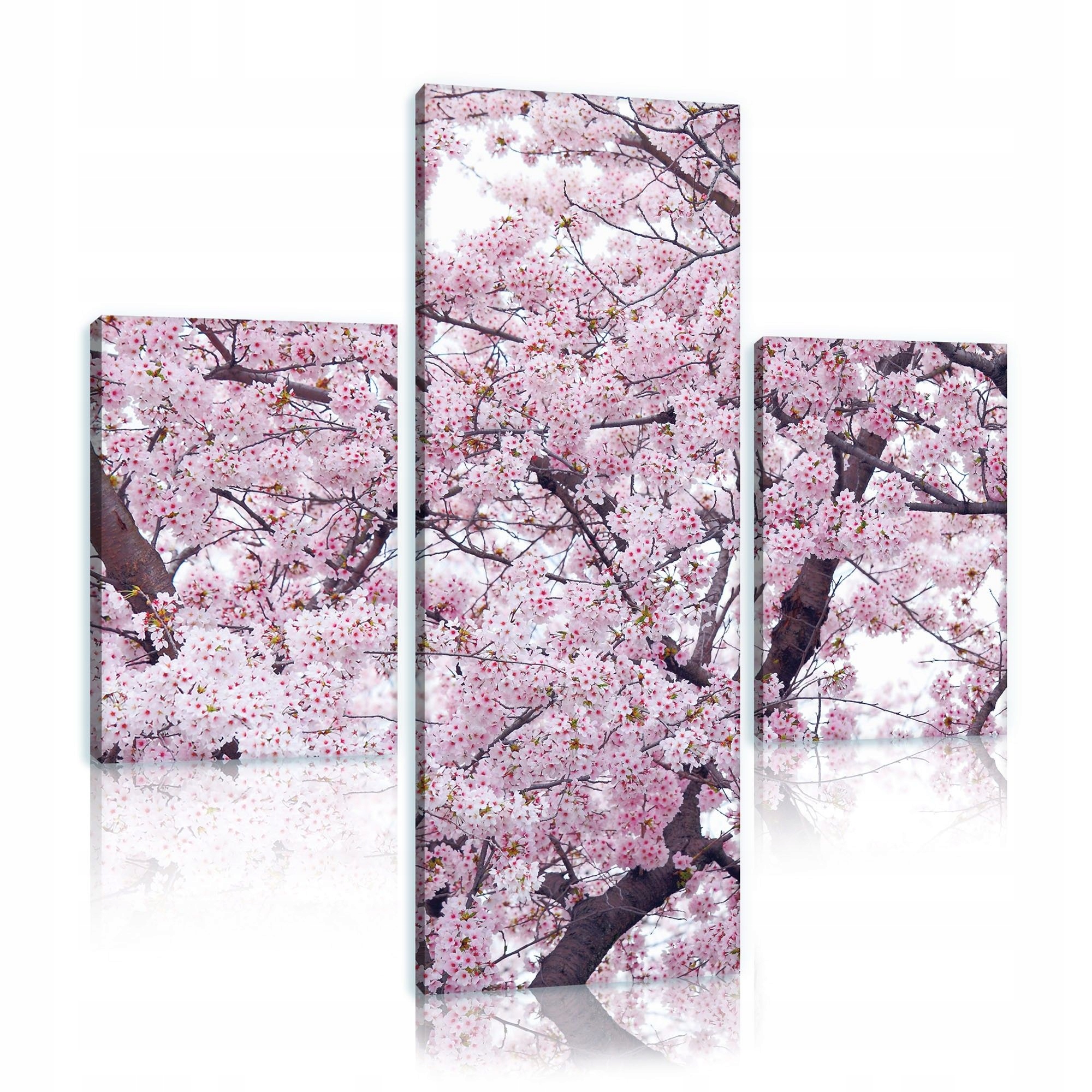 Obraz 80x80 Sakura kvetení jaro růžový strom příroda klid