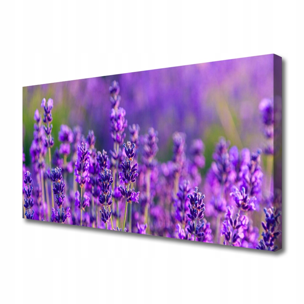 obraz na plátně Pole Fialová levandule 140x70