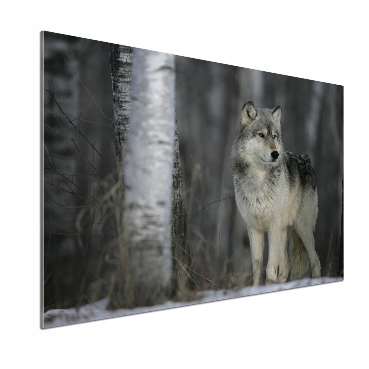 Panel dekor sklo Sivý vlk 100 x 70 cm Lepidlo