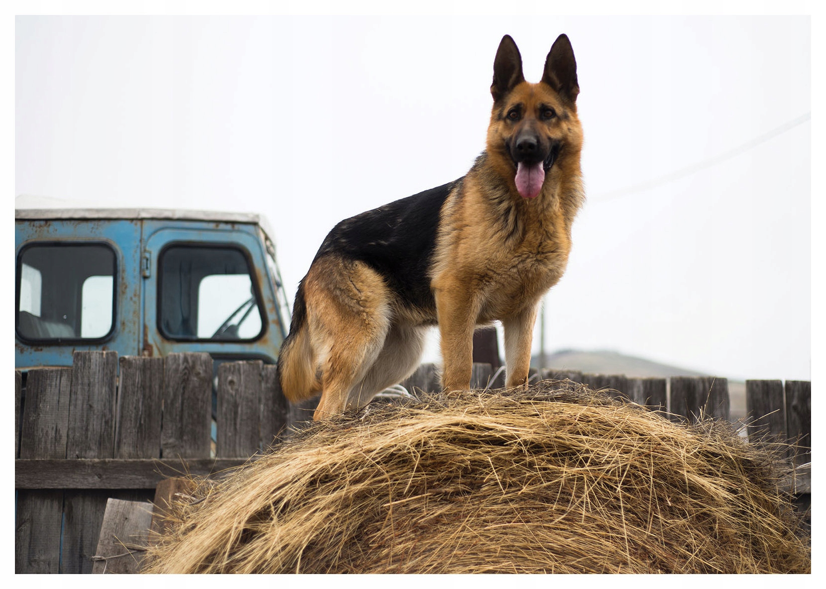 Fototapeta Německý venkovský ovčák klid a selka 312x219 lepidlo