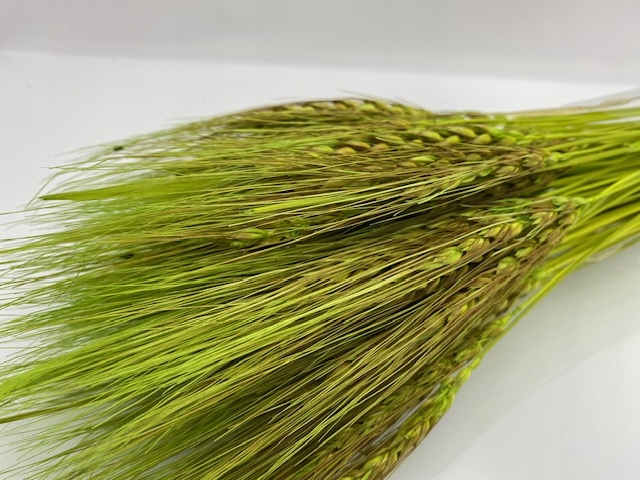 PSZENICA PERSKA WIĄZKA XXL KOLOR JASNO ZIELONY PALMA STROIK