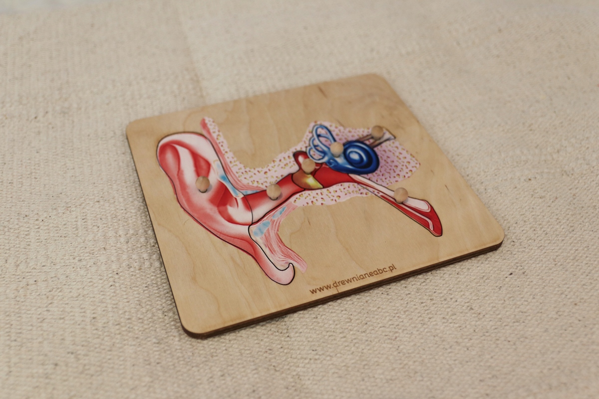 

drewniane puzzle budowa Ucha Ucho Montessori