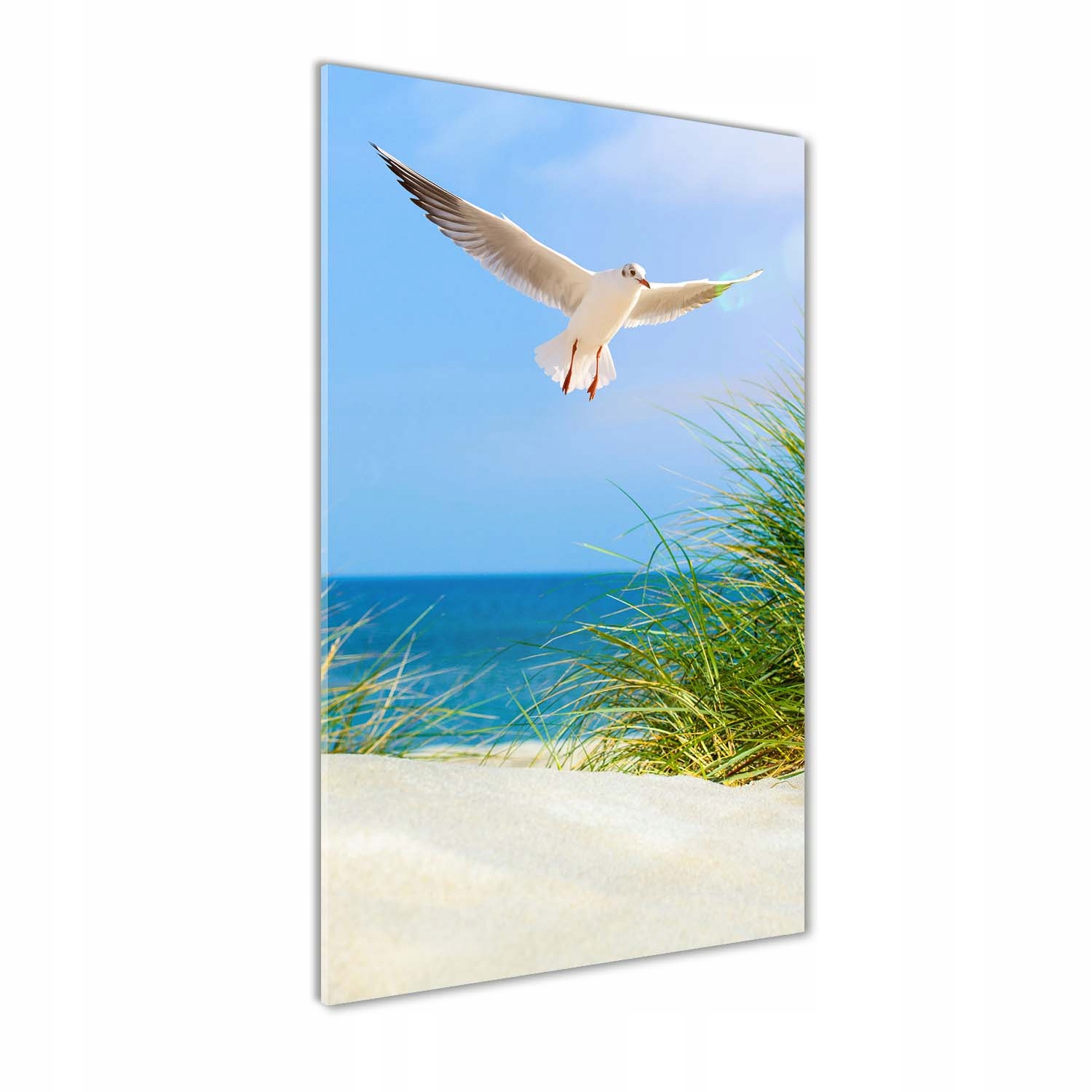 

Foto obraz szklany pionowy Mewa nad wydmami 50x100