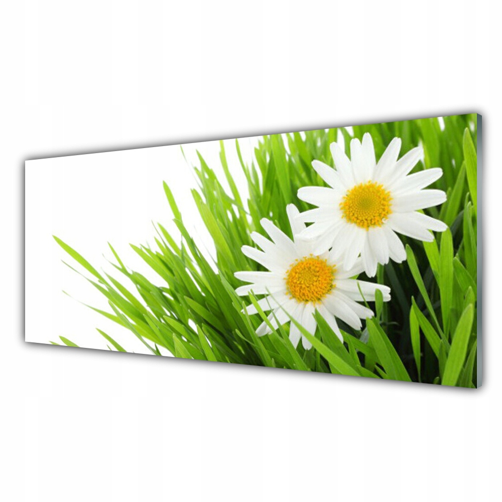 

Obraz akryl wiszący 125x50 Stokrotka Kwiat Natura