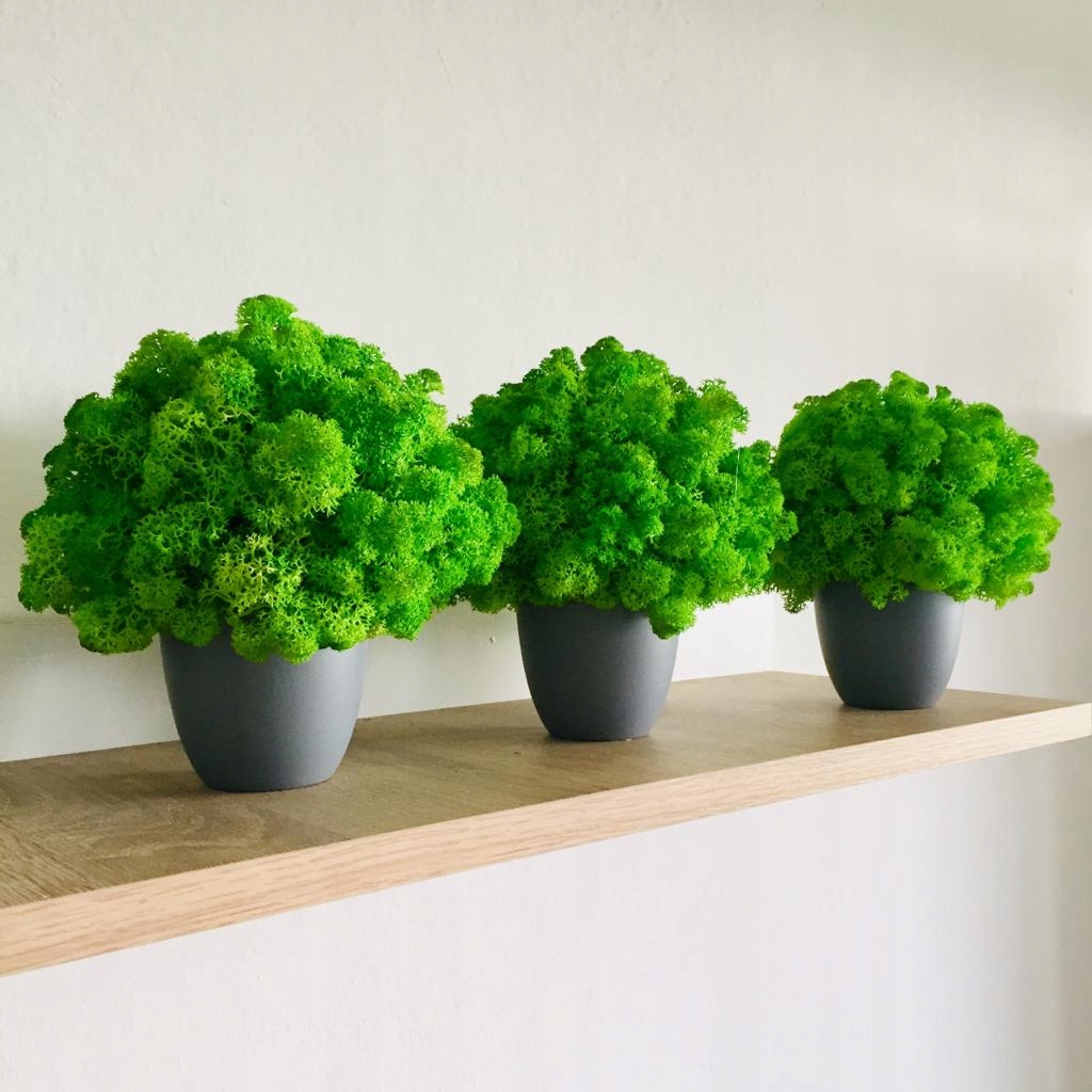 Chrobotek w Doniczce Mech Ozdoba Prezent HIT!! Szerokość produktu 16 cm