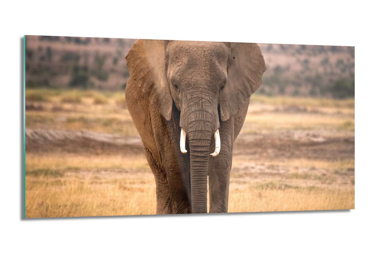 nástenný kuchynský panel Slon savana 100x50 lacobel
