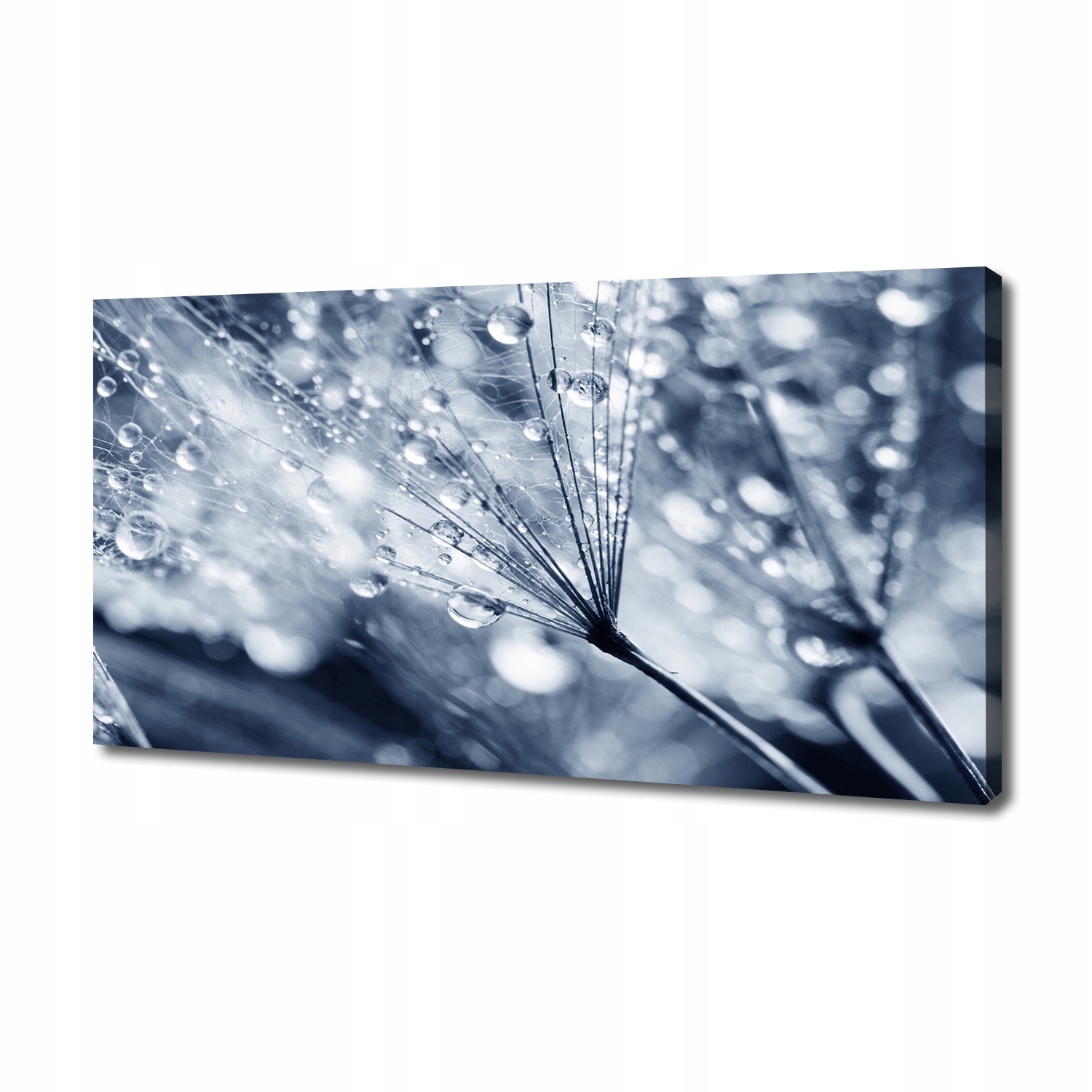 

Foto obraz na płótnie Nasiona dmuchawca 140x70 cm