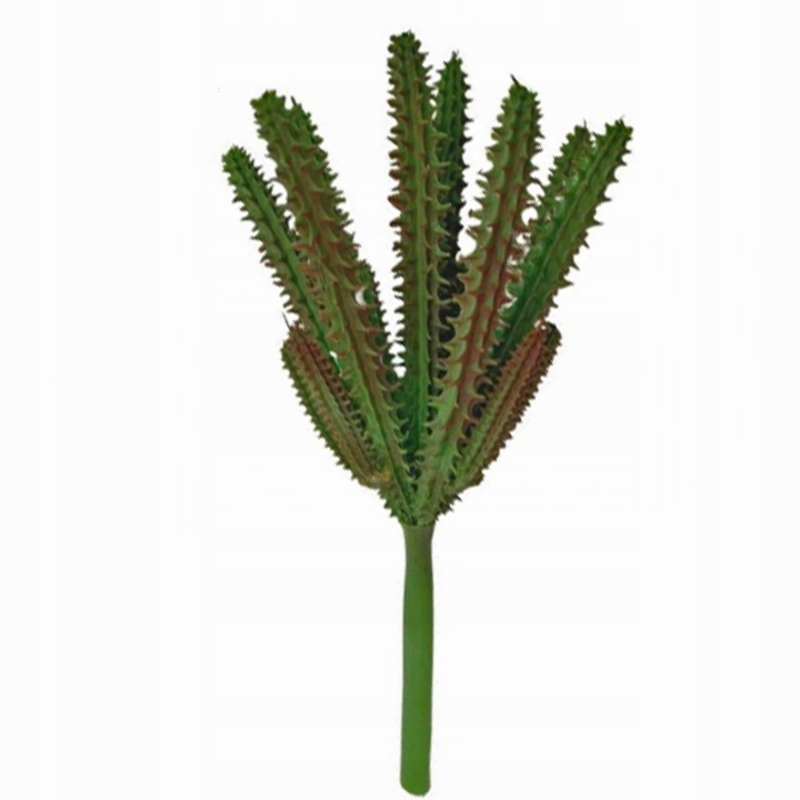 

Kaktus pustynny do terrarium Tropical Terra