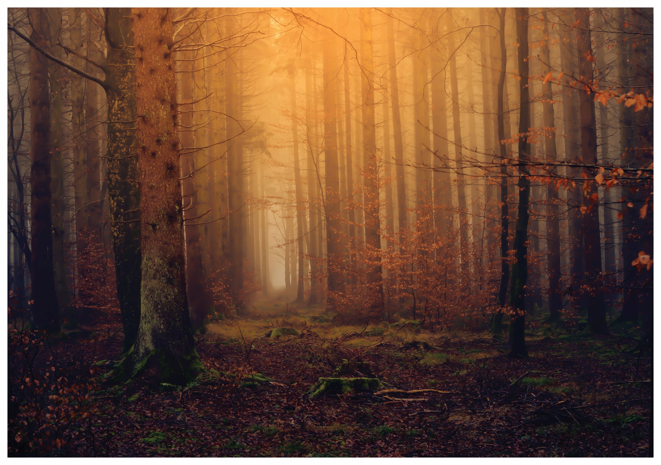 Fototapeta Hmlistý les stromy mach vinyl 254x184 do obývačky spálne lepidlo