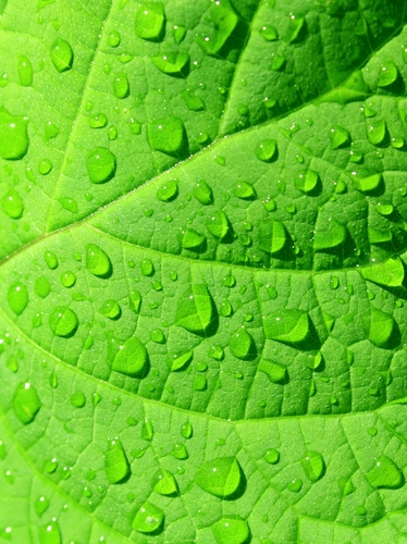 

Fototapeta flizelina na wymiar Krople deszczu